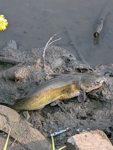 アメリカナマズの釣果
