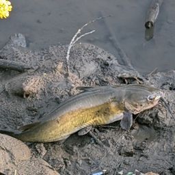 アメリカナマズ