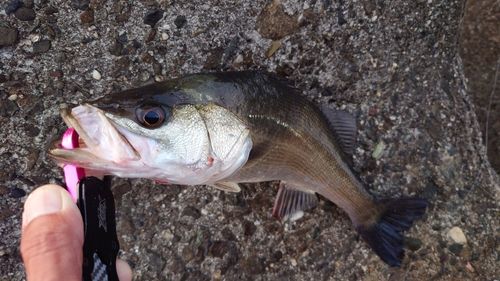 シーバスの釣果