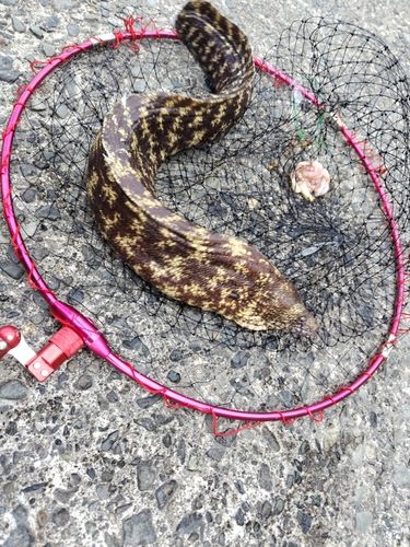 ウツボの釣果
