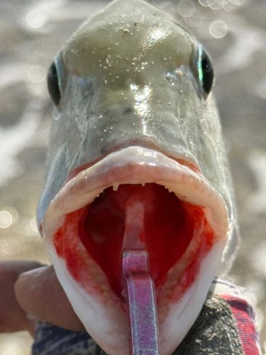 マトフエフキの釣果