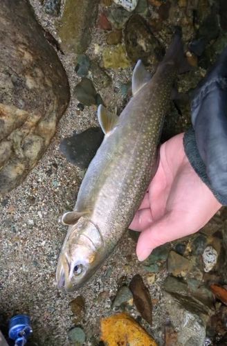 イワナの釣果