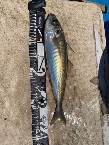マアジの釣果