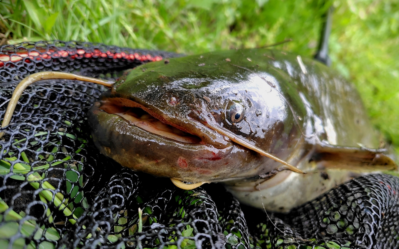 DAIWA 21ブレイゾン C68L-2・BFの最安値・インプレ・釣果 | 本音 DAIWA 21ブレイゾン C68L-2・BFの最安値・インプレ・釣果 | 本音