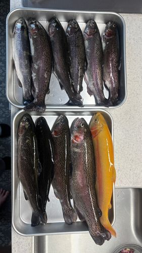 レインボートラウトの釣果