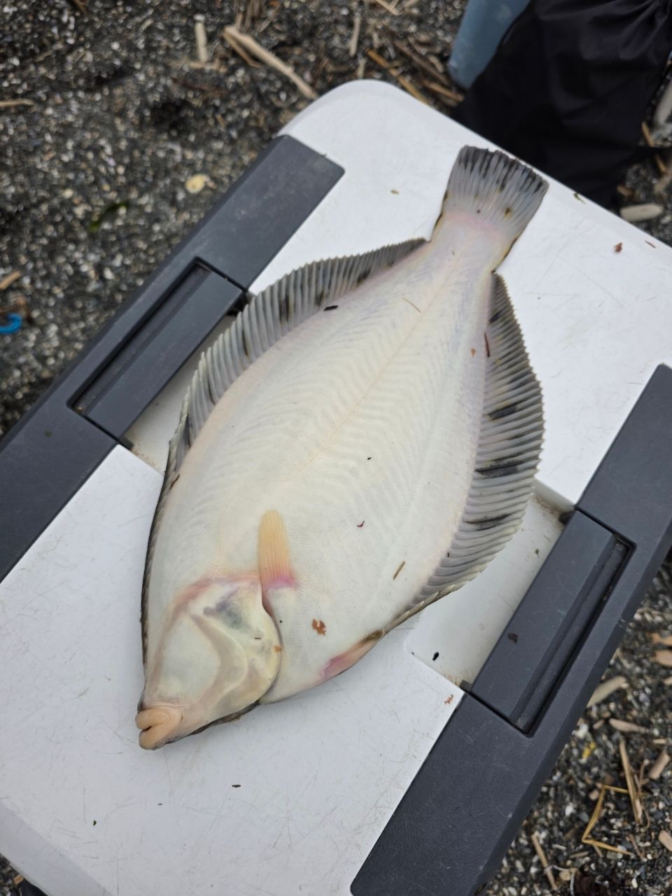 クロガシラガレイ