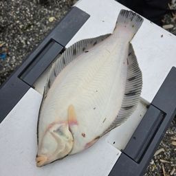 クロガシラガレイ