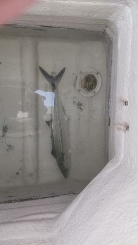 サゴシの釣果