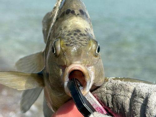 シマスズメダイの釣果