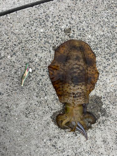 アオリイカの釣果
