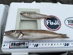 シロギスの釣果