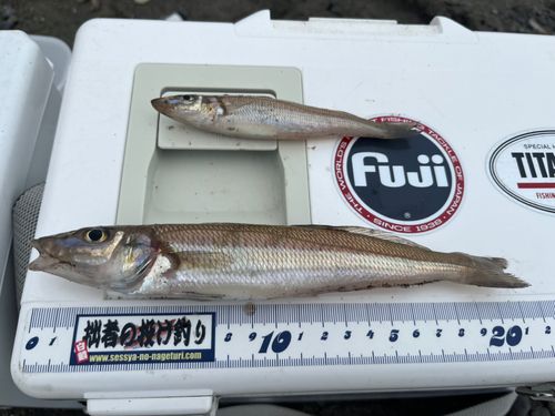 シロギスの釣果