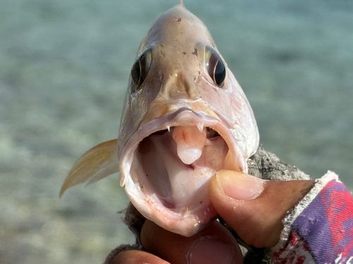 イッテンフエダイの釣果