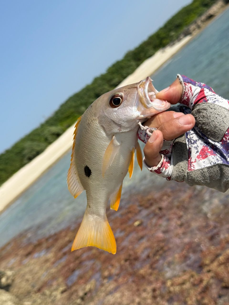 イッテンフエダイ
