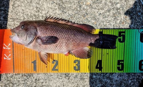 コブダイの釣果