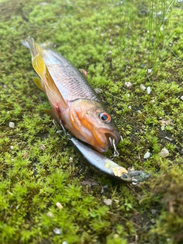 カワムツの釣果
