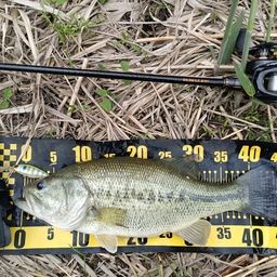 ラージマウスバス