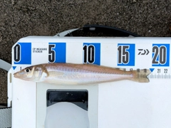 キスの釣果