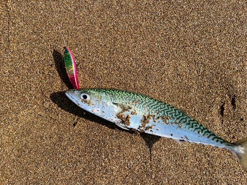 サバの釣果
