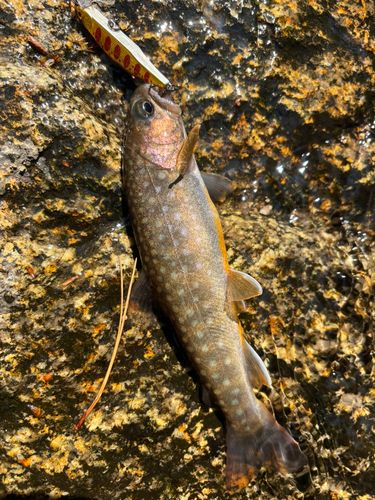 イワナの釣果