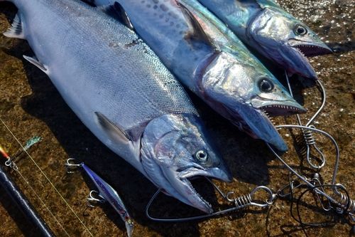サクラマスの釣果
