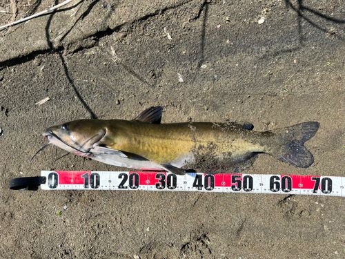 アメリカナマズ