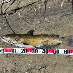 アメリカナマズ