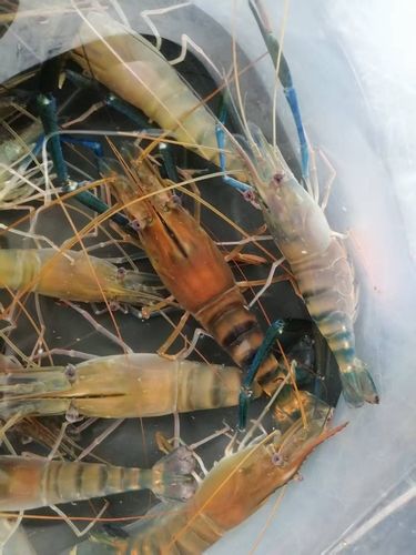 オニテナガエビの釣果