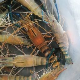 オニテナガエビ