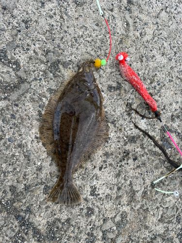 カレイの釣果