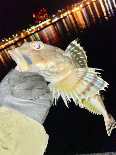 ツマグロカジカの釣果