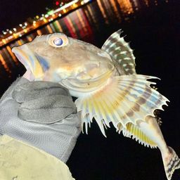 ツマグロカジカ