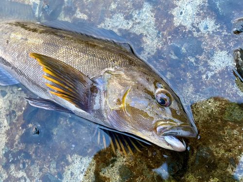 アイナメの釣果
