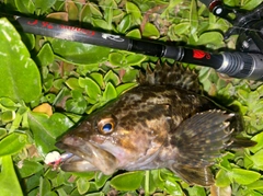 タケノコメバルの釣果