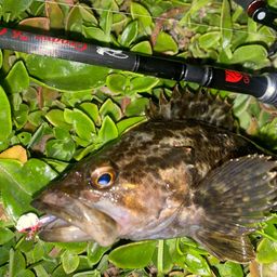 タケノコメバル