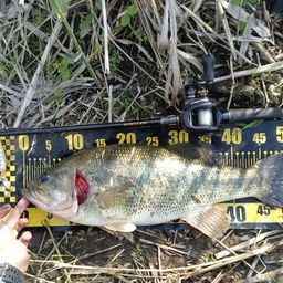 ラージマウスバス