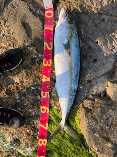 ヒラマサの釣果