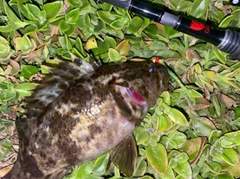 タケノコメバルの釣果