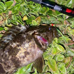 タケノコメバル