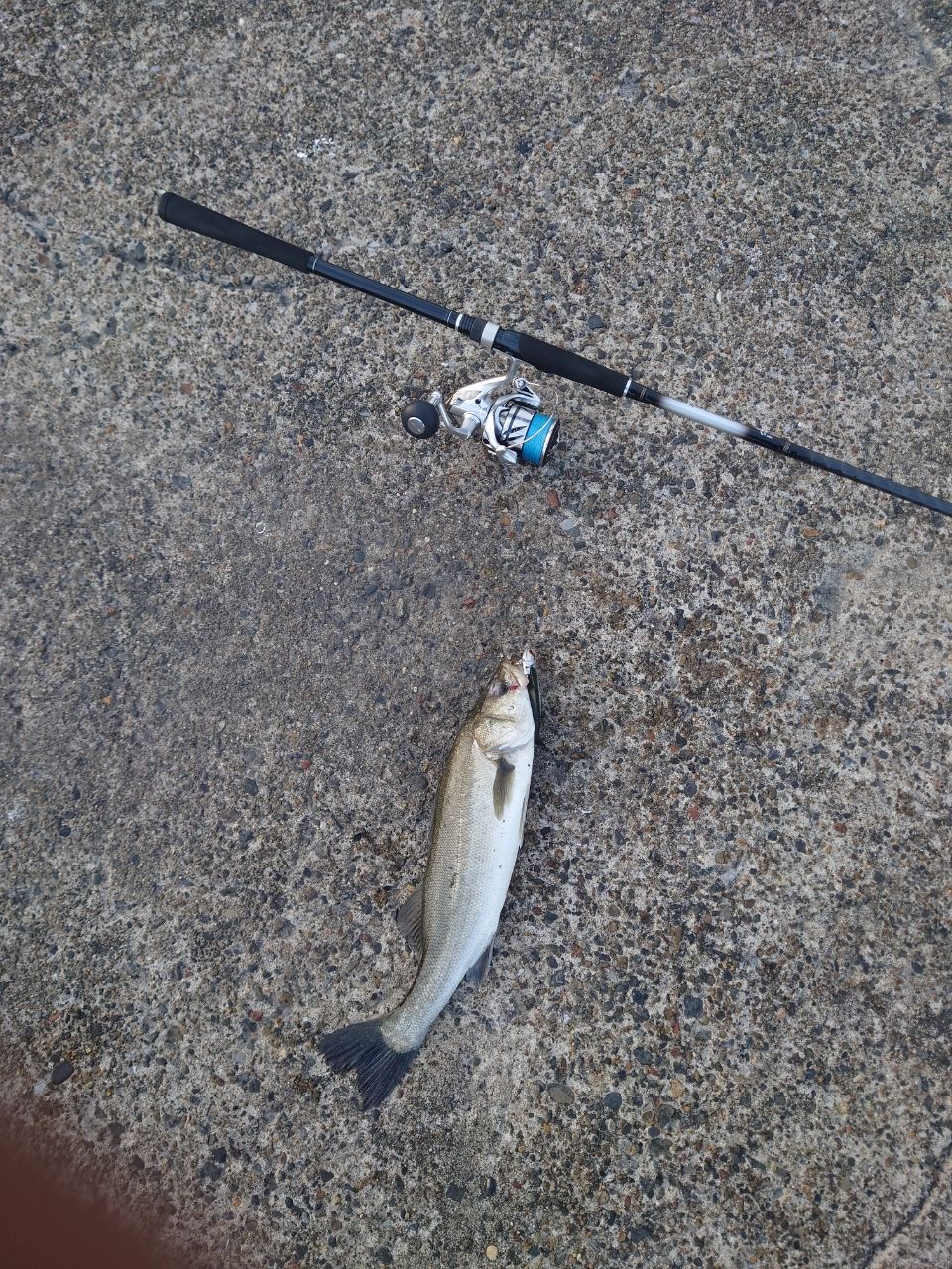 フッコ（マルスズキ）