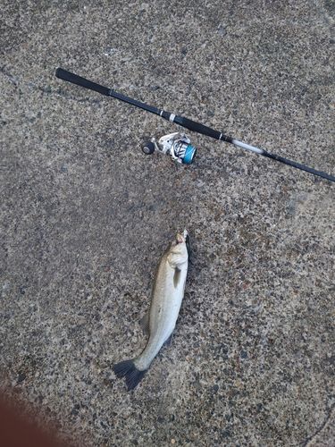 フッコ（マルスズキ）の釣果