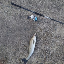 フッコ（マルスズキ）