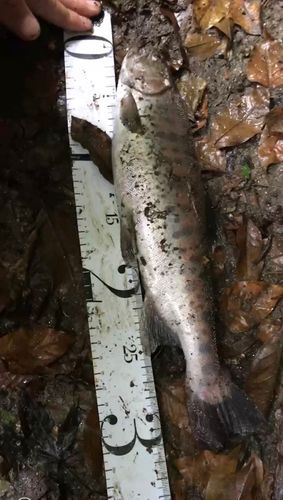 ヤマメの釣果