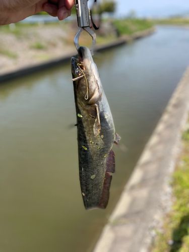 ナマズ