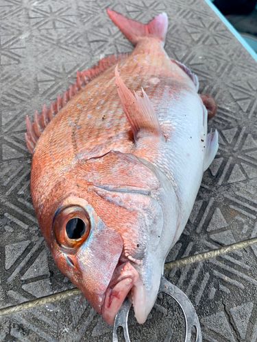 マダイの釣果