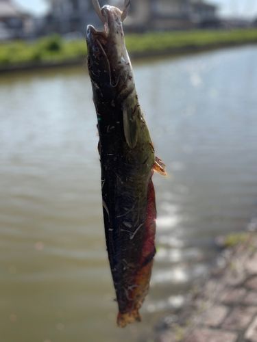 ナマズの釣果