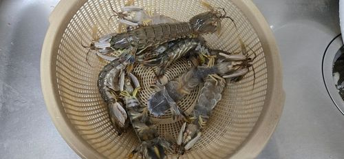シャコエビの釣果