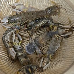 シャコエビ