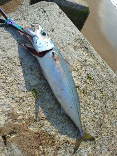 サゴシの釣果