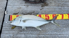 オニヒラアジの釣果